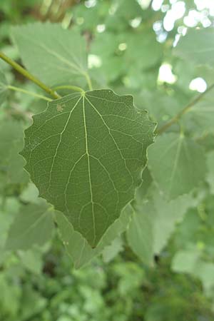 Populus tremula \ Zitter-Pappel, Espe / Aspen, D Obernburg am Main 25.6.2016