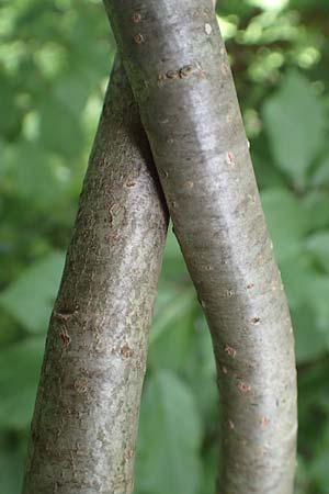 Populus tremula \ Zitter-Pappel, Espe / Aspen, D Obernburg am Main 25.6.2016