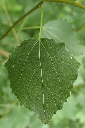 Populus tremula \ Zitter-Pappel, Espe / Aspen, D Obernburg am Main 25.6.2016