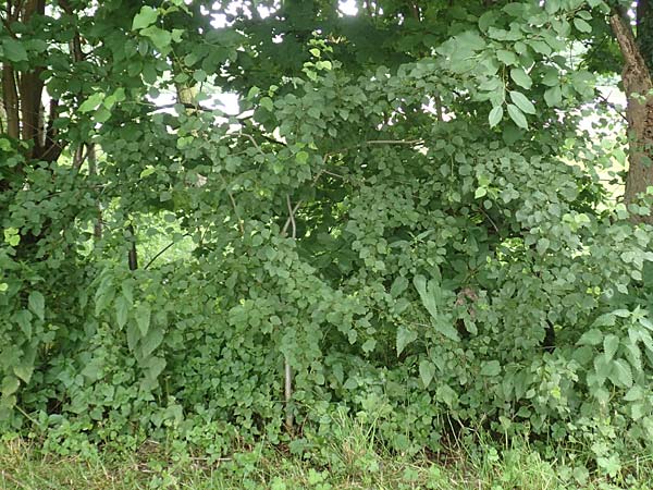 Populus tremula \ Zitter-Pappel, Espe / Aspen, D Obernburg am Main 25.6.2016