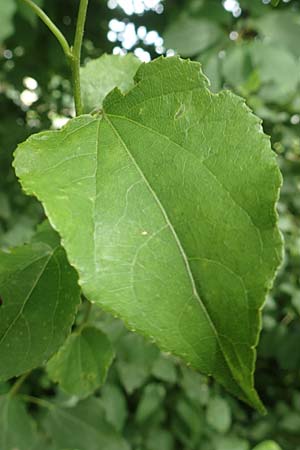 Populus tremula \ Zitter-Pappel, Espe / Aspen, D Obernburg am Main 25.6.2016