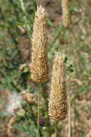 Phalaris canariensis \ Echtes Glanzgras, Kanariengras / Canary Grass, D Mannheim 5.8.2016