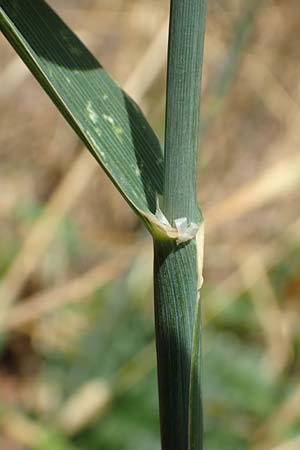 Phalaris canariensis \ Echtes Glanzgras, Kanariengras / Canary Grass, D Mannheim 5.8.2016