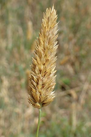 Phalaris canariensis \ Echtes Glanzgras, Kanariengras / Canary Grass, D Mannheim 5.8.2016