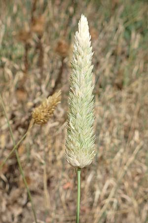 Phalaris canariensis \ Echtes Glanzgras, Kanariengras / Canary Grass, D Mannheim 5.8.2016