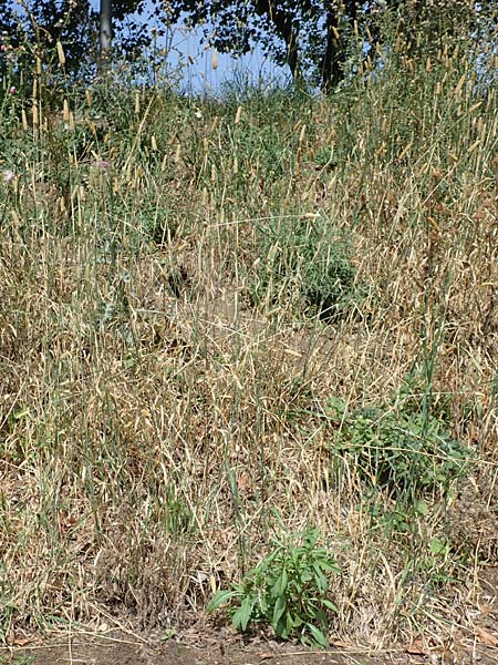 Phalaris canariensis \ Echtes Glanzgras, Kanariengras / Canary Grass, D Mannheim 5.8.2016