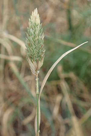 Phalaris canariensis \ Echtes Glanzgras, Kanariengras / Canary Grass, D Mannheim 6.8.2016