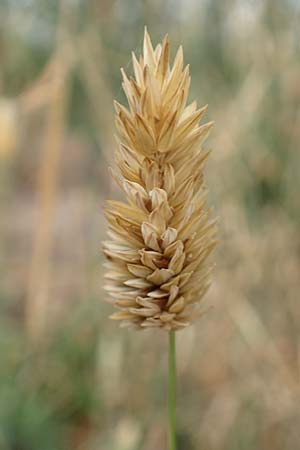 Phalaris canariensis \ Echtes Glanzgras, Kanariengras / Canary Grass, D Mannheim 6.8.2016