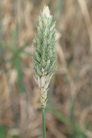Phalaris canariensis \ Echtes Glanzgras, Kanariengras / Canary Grass, D Mannheim 6.8.2016