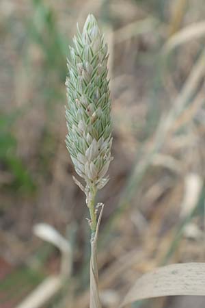 Phalaris canariensis \ Echtes Glanzgras, Kanariengras / Canary Grass, D Mannheim 6.8.2016