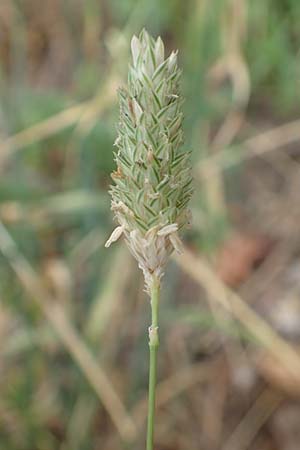 Phalaris canariensis \ Echtes Glanzgras, Kanariengras / Canary Grass, D Mannheim 6.8.2016