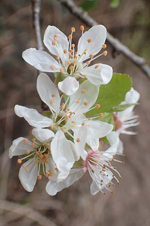 Prunus cerasifera \ Kirschpflaume / Cherry Plum, D Heidelberg 17.3.2017