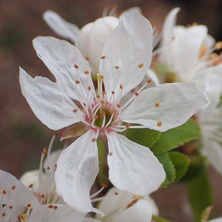 Prunus cerasifera \ Kirschpflaume / Cherry Plum, D Heidelberg 17.3.2017