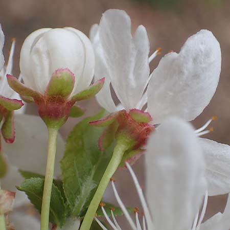 Prunus cerasifera \ Kirschpflaume / Cherry Plum, D Heidelberg 17.3.2017