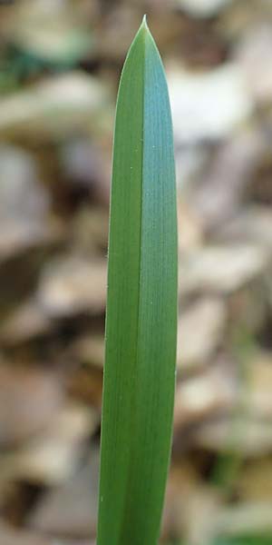 Poa chaixii \ Berg-Rispengras, Wald-Rispengras / Forest Blue Grass, D Ober-Ramstadt 26.5.2017