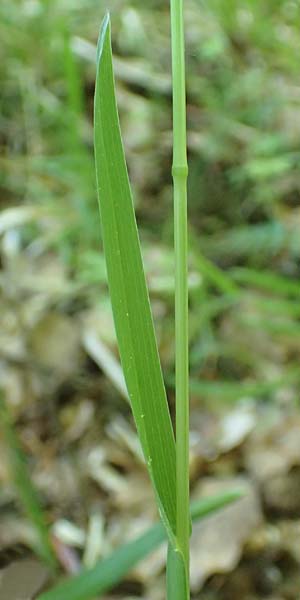 Poa chaixii \ Berg-Rispengras, Wald-Rispengras / Forest Blue Grass, D Ober-Ramstadt 26.5.2017