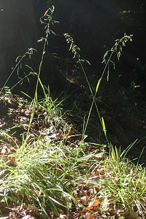 Poa chaixii \ Berg-Rispengras, Wald-Rispengras / Forest Blue Grass, D Ober-Ramstadt 26.5.2017