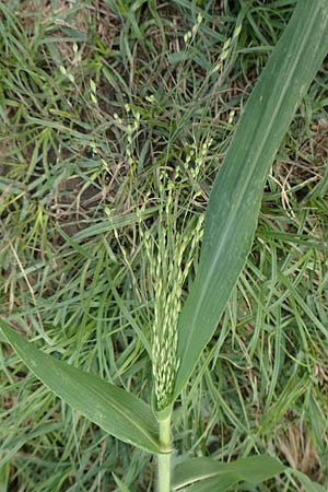 Panicum capillare \ Haar�stige Rispen-Hirse / Witchgrass, D Hartheim 22.7.2017