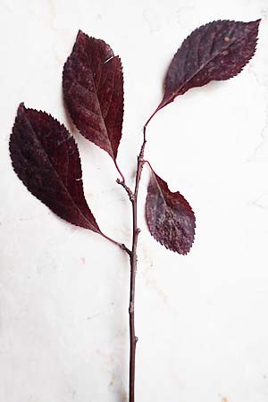 Prunus cerasifera \ Kirschpflaume / Cherry Plum, D Mannheim 6.11.2017