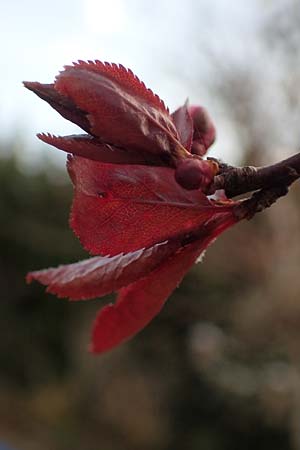 Prunus cerasifera \ Kirschpflaume / Cherry Plum, D Mannheim 29.3.2018