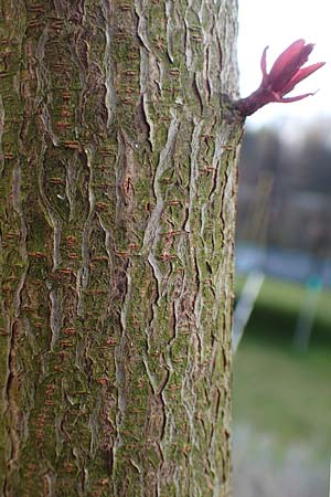 Prunus cerasifera \ Kirschpflaume / Cherry Plum, D Mannheim 29.3.2018