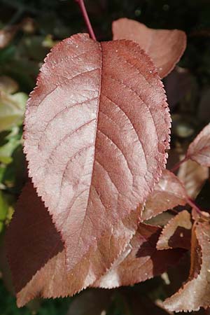 Prunus cerasifera \ Kirschpflaume / Cherry Plum, D Mannheim 3.5.2018