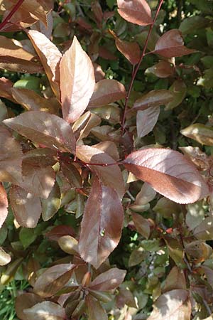 Prunus cerasifera \ Kirschpflaume / Cherry Plum, D Mannheim 3.5.2018