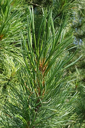 Pinus cembra \ Zirbel-Kiefer, Arve / Arolla Pine, Swiss Stone Pine, D Botan. Gar.  Universit.  T&uuml;bingen 6.6.2018