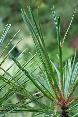 Pinus cembra \ Zirbel-Kiefer, Arve / Arolla Pine, Swiss Stone Pine, D Botan. Gar.  Universit.  T&uuml;bingen 6.6.2018