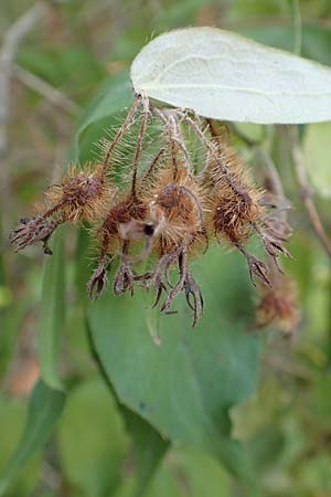 Kolkwitzia amabilis / Beauty Bush, D Ludwigshafen 29.8.2018