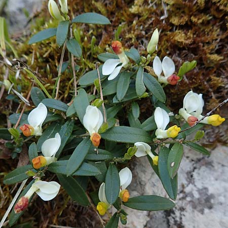 Polygala chamaebuxus \ Buchs-Kreuzblume, Buchs-Kreuzbl&uuml;mchen / Shrubby Milkwort, D Garmisch-Partenkirchen 2.5.2019