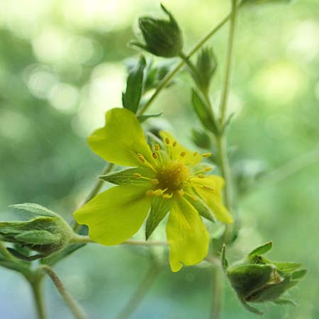 Potentilla collina s.l. \ H&uuml;gel-Fingerkraut / Palmleaf Cinquefoil, D Mannheim 17.5.2019