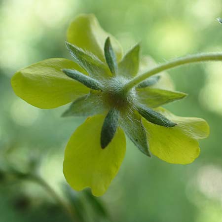 Potentilla collina s.l. \ H&uuml;gel-Fingerkraut / Palmleaf Cinquefoil, D Mannheim 17.5.2019