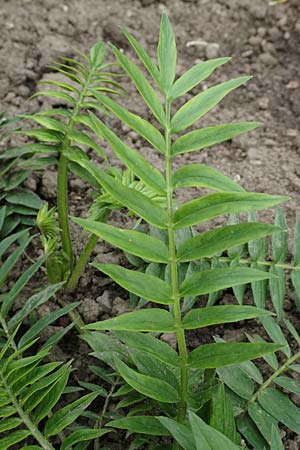 Polemonium caeruleum \ Blaue Himmelsleiter, Sperrkraut / Jacob's Ladder, Greek Valerian, D Botan.  Gar.  Krefeld 13.6.2019