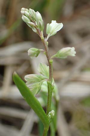Polygala comosa \ Schopfige Kreuzblume, Schopfiges Kreuzbl�mchen / Tufted Milkwort, D Offenburg 22.5.2020