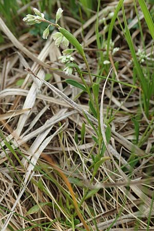 Polygala comosa \ Schopfige Kreuzblume, Schopfiges Kreuzbl�mchen / Tufted Milkwort, D Offenburg 22.5.2020