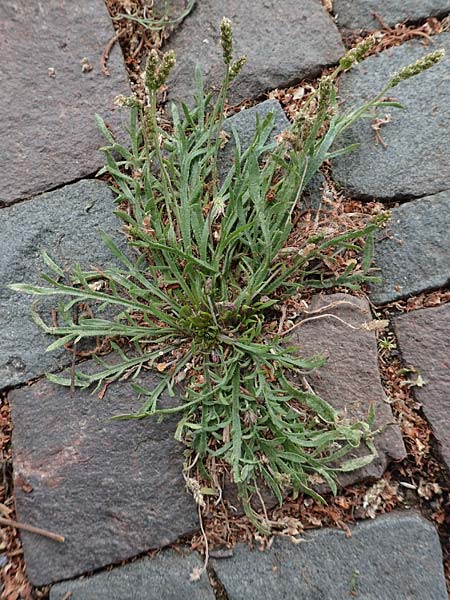 Plantago coronopus subsp. coronopus \ Kr�henfu�-Wegerich / Buck's-horn Plantain, D Aachen 9.6.2020
