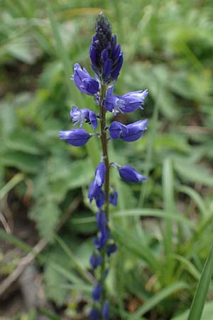Polygala vulgaris \ Gew�hnliche Kreuzblume, Gew�hnliches Kreuzbl�mchen / Common Milkwort, D Ketsch 20.5.2021