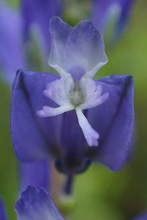 Polygala vulgaris \ Gew�hnliche Kreuzblume, Gew�hnliches Kreuzbl�mchen / Common Milkwort, D Ketsch 20.5.2021