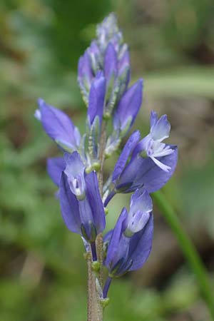 Polygala vulgaris \ Gew�hnliche Kreuzblume, Gew�hnliches Kreuzbl�mchen / Common Milkwort, D Ketsch 20.5.2021