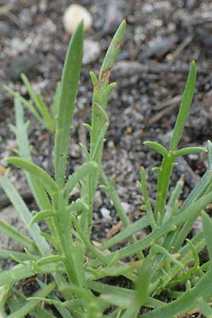 Plantago coronopus subsp. coronopus \ Kr�henfu�-Wegerich / Buck's-horn Plantain, D Mannheim 5.6.2021