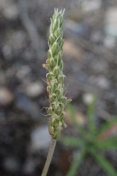 Plantago coronopus subsp. coronopus \ Kr�henfu�-Wegerich / Buck's-horn Plantain, D Mannheim 5.6.2021