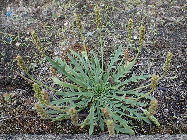 Plantago coronopus subsp. coronopus \ Kr�henfu�-Wegerich / Buck's-horn Plantain, D Mannheim 5.6.2021