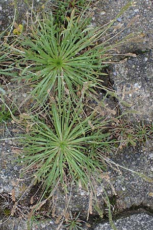 Plantago weldenii \ Niederliegender Kr&auml;henfu&szlig;-Wegerich / Buck's-horn Plantain, D Wendtorf 18.9.2021