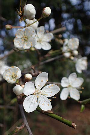 Prunus cerasifera \ Kirschpflaume / Cherry Plum, D Mannheim 1.3.2022