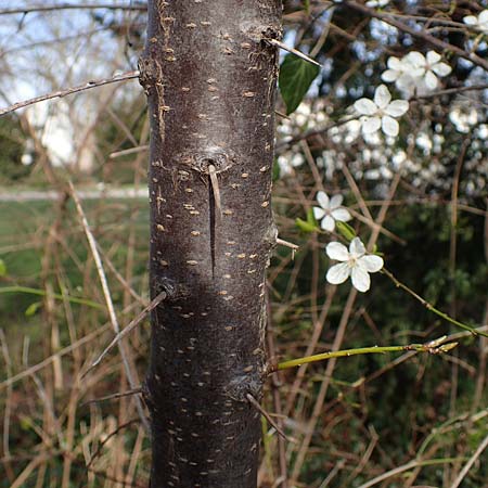 Prunus cerasifera \ Kirschpflaume / Cherry Plum, D Mannheim 1.3.2022