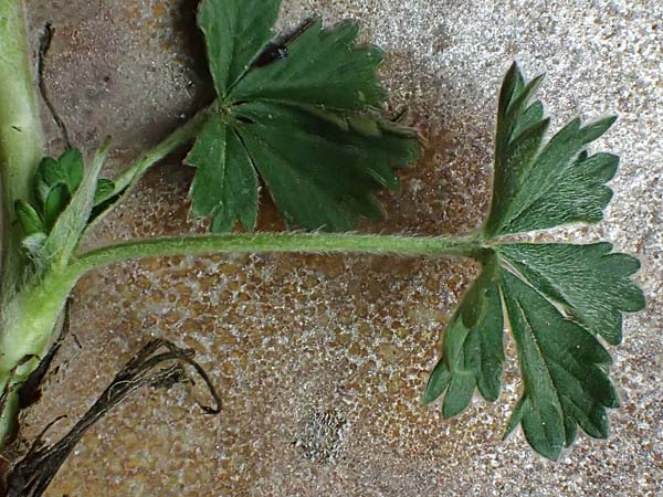 Potentilla collina s.l. \ H&uuml;gel-Fingerkraut / Palmleaf Cinquefoil, D Mannheim 8.4.2022