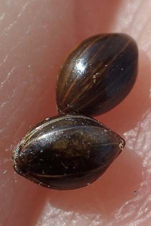 Panicum miliaceum subsp. ruderale \ Unkraut-Rispen-Hirse / Blackseeded Proso Millet, Broomcorn Millet, D Br&uuml;hl bei/near Mannheim 19.10.2022