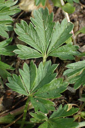 Potentilla collina s.l. \ H&uuml;gel-Fingerkraut / Palmleaf Cinquefoil, D Mannheim 6.4.2023