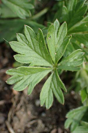 Potentilla collina s.l. \ H&uuml;gel-Fingerkraut / Palmleaf Cinquefoil, D Mannheim 6.4.2023